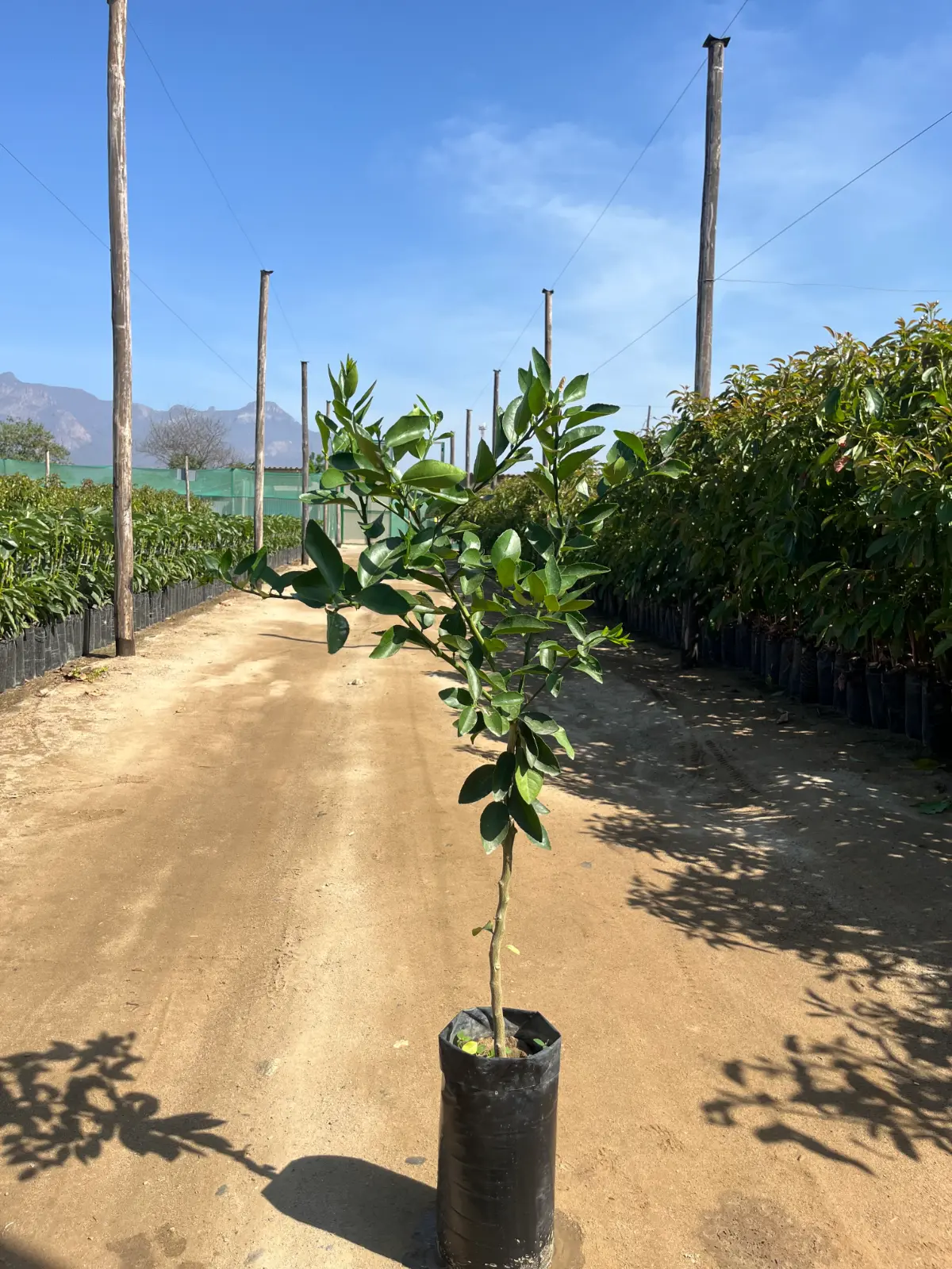 Plantones de limón Tahití sobre Volkameriano